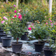 Potted Rose Plants in Nursery Garden for Commercial Cultivation Potted Rose Plants in Nursery Garden for Commercial Cultivation - PhotoDune Item for Sale