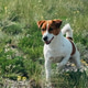 A small, playful Jack Russell Terrier runs through a grassy field filled with wildflowers A small, playful Jack Russell Terrier runs through a grassy field filled with wildflowers - PhotoDune Item for Sale