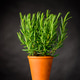 Rosemary Herb Plant Growing in Pot Rosemary Herb Plant Growing in Pot - PhotoDune Item for Sale