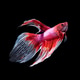 betta fish on black betta fish on black - PhotoDune Item for Sale