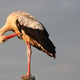 Stork on a pole Stork on a pole - PhotoDune Item for Sale