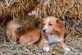 Cute brown farm dog rests on hay outdoors Cute brown farm dog rests on hay outdoors - PhotoDune Item for Sale