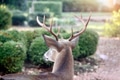 Observing the enchanting amazing wildlife in their environment with this buck from behind. Observing the enchanting amazing wildlife in their environment with this buck from behind. - PhotoDune Item for Sale