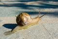 Snail crawling slowly on a garden path Snail crawling slowly on a garden path - PhotoDune Item for Sale