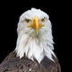 American Bald Eagle on black background American Bald Eagle on black background - PhotoDune Item for Sale