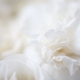 Flower white macroclose up beautiful flowers Flower white macroclose up beautiful flowers - PhotoDune Item for Sale