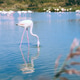 Pink flamingos. Pink flamingos. - PhotoDune Item for Sale