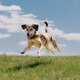 cheerful spotted Dog runs across field against blue sky background. dog is wearing collar. cheerful spotted Dog runs across field against blue sky background. dog is wearing collar. - PhotoDune Item for Sale