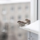 Sparrows on a Snowy Windowsill of an Urban House Sparrows on a Snowy Windowsill of an Urban House - PhotoDune Item for Sale