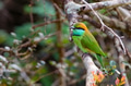 Green bee-eater or Merops orientalis perching on a twig Green bee-eater or Merops orientalis perching on a twig - PhotoDune Item for Sale