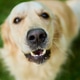 A playful golden retriever lounges comfortably on soft grass A playful golden retriever lounges comfortably on soft grass - PhotoDune Item for Sale