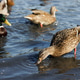 Feeding wild mallards with cereals and oatmeal on the lake shore Feeding wild mallards with cereals and oatmeal on the lake shore - PhotoDune Item for Sale
