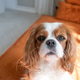 Cavalier King Charles Spaniel Blenheim. Close-up portrait of a cute puppy. slipping dog at home Cavalier King Charles Spaniel Blenheim. Close-up portrait of a cute puppy. slipping dog at home - PhotoDune Item for Sale