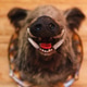 Wild boar head with open mouth and fangs close-up. Stuffed animals, taxidermy. Wild boar head with open mouth and fangs close-up. Stuffed animals, taxidermy. - PhotoDune Item for Sale