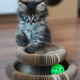 Fluffy Kitten with Blue Eyes Playing with Circular Track Toy and Rolling Ball Indoors Fluffy Kitten with Blue Eyes Playing with Circular Track Toy and Rolling Ball Indoors - PhotoDune Item for Sale