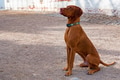 Hungarian Vizsla male dog sits on the ground Hungarian Vizsla male dog sits on the ground - PhotoDune Item for Sale