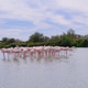 Pink flamingos. Pink flamingos. - PhotoDune Item for Sale