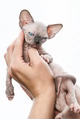 Female hands holding kitten of Canadian Sphynx Cat breed Female hands holding kitten of Canadian Sphynx Cat breed - PhotoDune Item for Sale