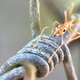 Close up of a green ant crawling along a barbed wire fence Close up of a green ant crawling along a barbed wire fence - PhotoDune Item for Sale