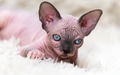 Canadian Sphynx Cat kitten with big blue eyes looking at camera, lying on white carpet Canadian Sphynx Cat kitten with big blue eyes looking at camera, lying on white carpet - PhotoDune Item for Sale