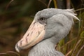 Portrait of Shoebill (Balaeniceps rex) Portrait of Shoebill (Balaeniceps rex) - PhotoDune Item for Sale
