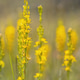 Bog Asphodel Yellow Flower Bog Asphodel Yellow Flower - PhotoDune Item for Sale
