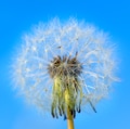 White dandelion on the blue sky background White dandelion on the blue sky background - PhotoDune Item for Sale