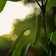 Ripe Pepper Ripe Pepper - PhotoDune Item for Sale
