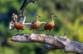 Lesser whistling-duck or Dendrocygna javanica perches on a tree Lesser whistling-duck or Dendrocygna javanica perches on a tree - PhotoDune Item for Sale