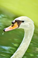 Close-up of a white swan’s head with water droplets, captured against a soft green background. Close-up of a white swan’s head with water droplets, captured against a soft green background. - PhotoDune Item for Sale