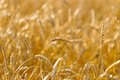Wheat field on a summer sunny day Wheat field on a summer sunny day - PhotoDune Item for Sale