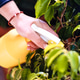 Hand spraying indoor plant with yellow sprayer Hand spraying indoor plant with yellow sprayer - PhotoDune Item for Sale
