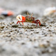 Fiddler crabs, Ghost crabs small male sea crab Fiddler crabs, Ghost crabs small male sea crab - PhotoDune Item for Sale