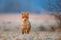 Red fox Red fox - PhotoDune Item for Sale
