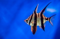 Enoplosus armatus or old wife fish in aquarium Enoplosus armatus or old wife fish in aquarium - PhotoDune Item for Sale