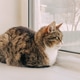 Cozy tabby cat sitting on a windowsill gazing at a snowy yard for pet and home decor design Cozy tabby cat sitting on a windowsill gazing at a snowy yard for pet and home decor design - PhotoDune Item for Sale