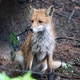Wet Fox in Forest Wet Fox in Forest - PhotoDune Item for Sale