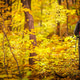 Hiker Walks Through Golden Autumn Forest Path Hiker Walks Through Golden Autumn Forest Path - PhotoDune Item for Sale