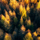 Dense Autumn Golden Larch Forest Aerial Top Down View Colorful Fall Trees Dense Autumn Golden Larch Forest Aerial Top Down View Colorful Fall Trees - PhotoDune Item for Sale