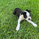 Boston Terrier puppy Boston Terrier puppy - PhotoDune Item for Sale