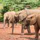 Baby Elephants in Nairobi, Kenya Baby Elephants in Nairobi, Kenya - PhotoDune Item for Sale