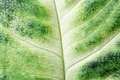 Macro View on Green Leaf. Macro View on Green Leaf. - PhotoDune Item for Sale