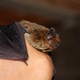 Bat mammal Bat mammal - PhotoDune Item for Sale