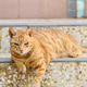 ginger cat ginger cat - PhotoDune Item for Sale
