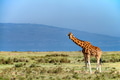 Ugandan giraffe browses in savannah Ugandan giraffe browses in savannah - PhotoDune Item for Sale