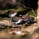 Red-billed finches seek food forest floor Red-billed finches seek food forest floor - PhotoDune Item for Sale