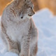 Lynx resting on winter snow Lynx resting on winter snow - PhotoDune Item for Sale