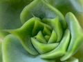 Natural backgrounds, green, center of succulent rosette Natural backgrounds, green, center of succulent rosette - PhotoDune Item for Sale
