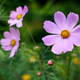 A close-up of a light pink Cosmos bipinnatus flower blooming in a summer garden A close-up of a light pink Cosmos bipinnatus flower blooming in a summer garden - PhotoDune Item for Sale