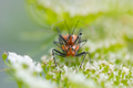 Red stink bug mating on a plant in the wild Red stink bug mating on a plant in the wild - PhotoDune Item for Sale